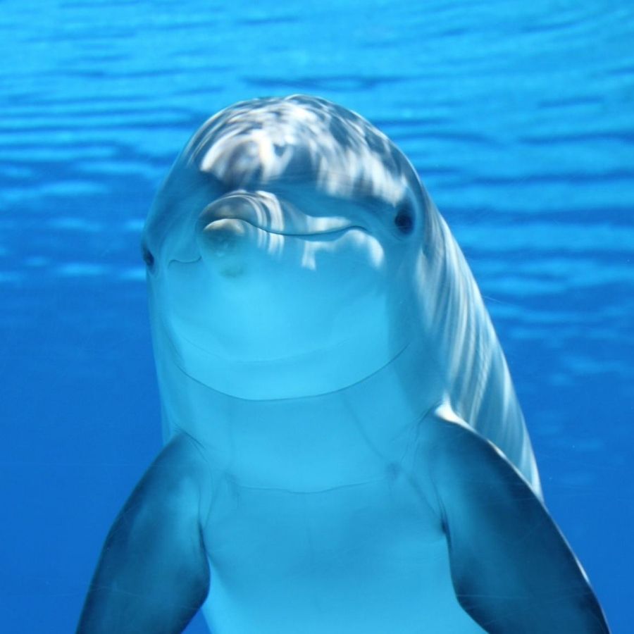 Es-senses - CREF met dolfijnen